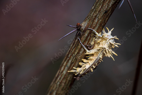 Ophiocordyceps unilateralis of cordyceps zombie-ant fungus developing on a moth making in look like alien form