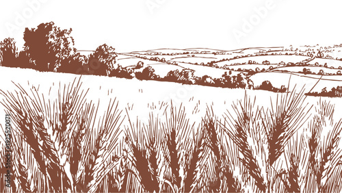Wheat ears growing across wide rural farmland. Background for farming, agriculture themes. Artwork in pencil hand drawn sketch illustration style with countryside grain.