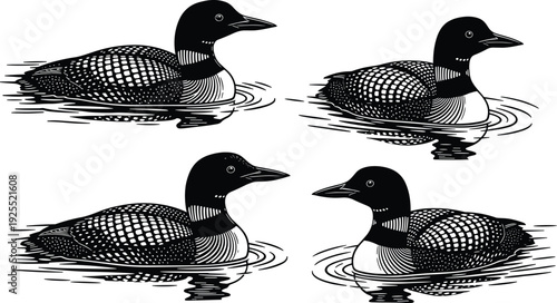 Set of four common loon bird silhouettes swimming on water, featuring detailed black and white line art, isolated on background
