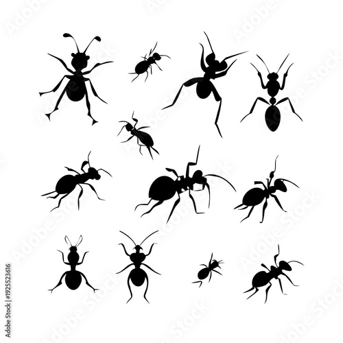Collection of black ant silhouettes on white background for insect design