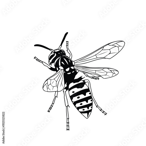 Black and white illustration of a wasp on white background