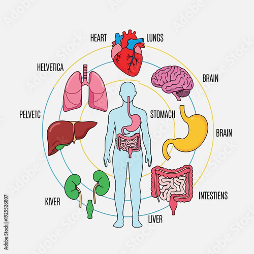 Human Anatomy Diagram: Organs of the Body - Heart, Lungs, Brain, Stomach, Liver, Kidneys