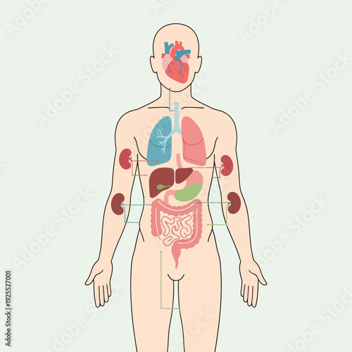 Human Anatomy Diagram: Organs, Heart, Lungs, Kidneys, Liver, Intestines