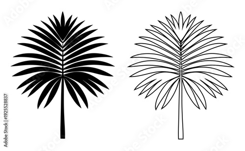 Stylized palm frond illustration in black and white, perfect for tropical designs