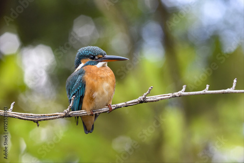 Bright kingfisher perched on a dry branch, vivid blue crown and orange chest contrasting with smooth green background, sharp focus and fine detail.