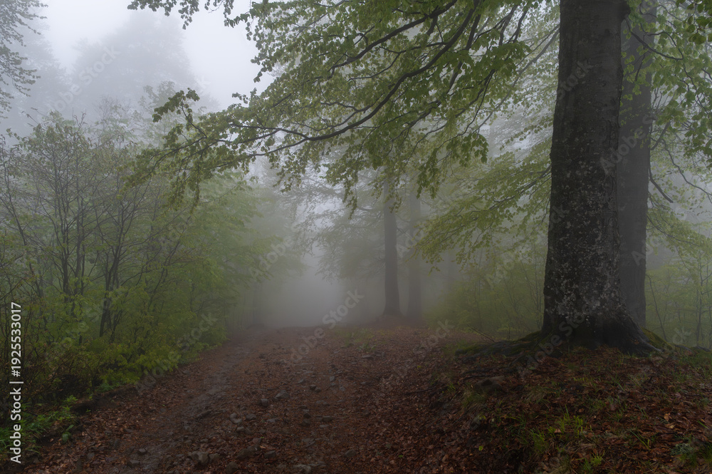 Obraz premium Spring landscape with beech trees in forest