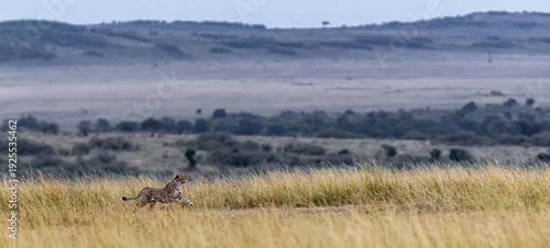 Cheetah hunting for big Impala. The very fast episode. Masai Mara, Kenya