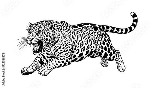Dynamic Leaping Jaguar Black and White Detailed Line Art with Open Mouth Vector