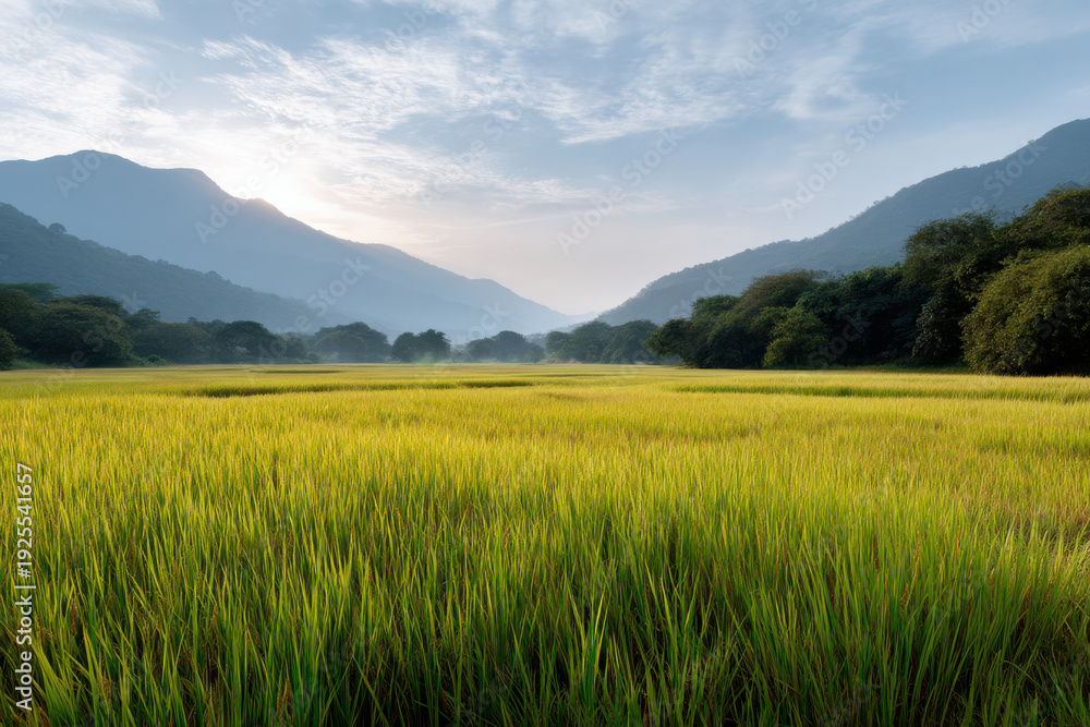 Obraz premium Golden rice field mountain landscape sunrise lush green grass rural nature misty morning peaceful agriculture scenic view