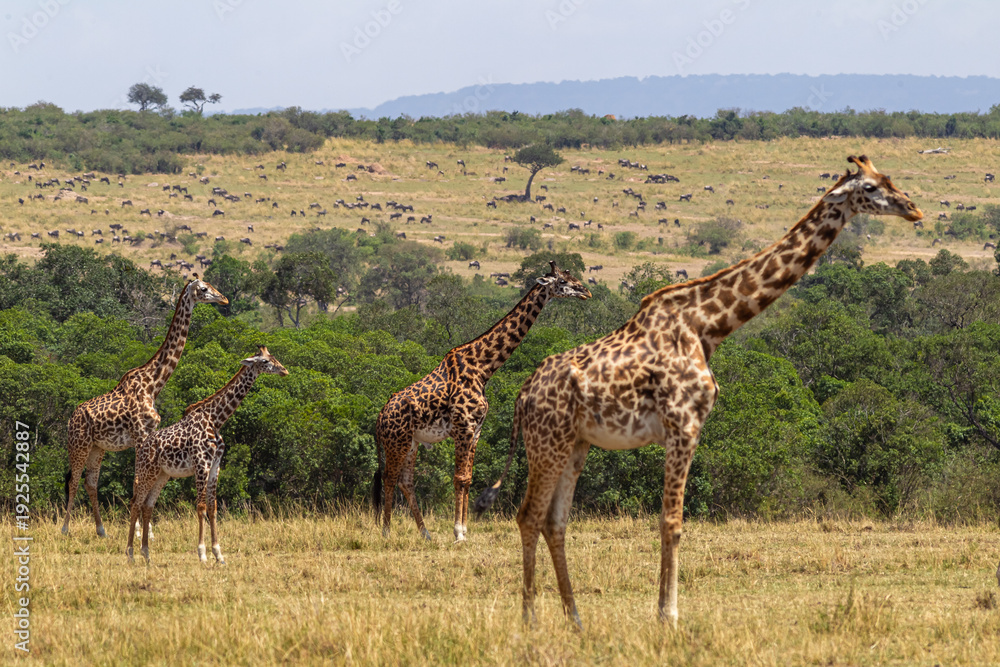 Obraz premium Landscape with giraffes. Kenya, Africa
