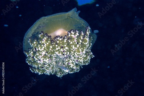 Fried Egg Jellyfish, Medusa cassiopea (Cotylorhiza tuberculata). Capo Caccia, Sardegna, Italia.