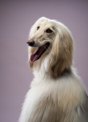 Acrylglasbilder Tierarzt Afghanischer Windhund im eleganten Profil  © Anna Averianova