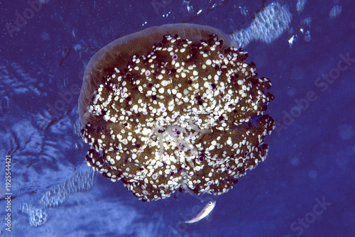 Fried Egg Jellyfish, Medusa cassiopea (Cotylorhiza tuberculata). Capo Caccia, Sardegna, Italia.