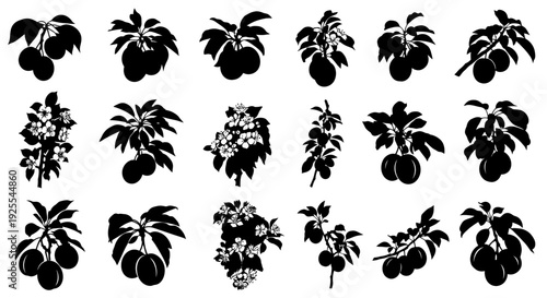 Set of black silhouettes of fruit trees and flowering branches on white background for design