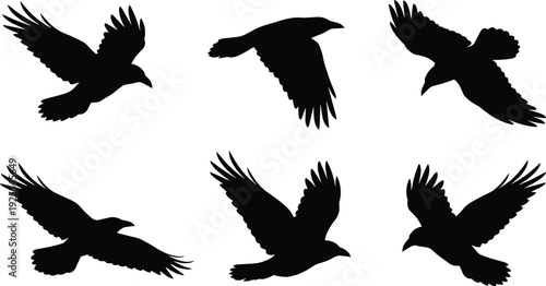 Flying crow silhouette collection, black raven bird shapes isolated, wings spread vector illustration set for design elements graphic