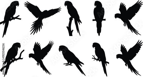 Parrot silhouette collection, black macaw bird shapes isolated, flying perched vector illustration set for logo design elements