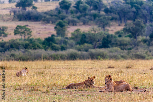 Foto Small pride are resting. Lioness in the savanna. Kenya, Africa