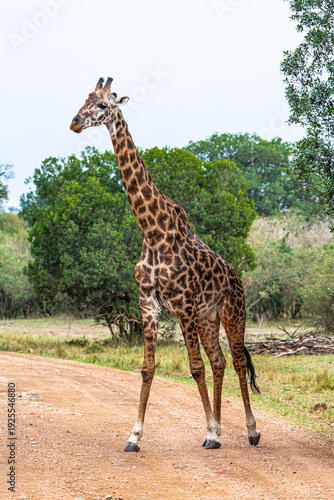Canvas Print A tall giraffe near the trees.  Masai Mara, Kenya