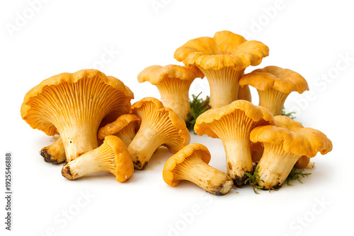 Chanterelle mushrooms