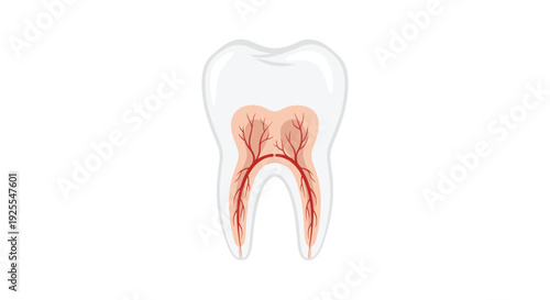 A single white molar tooth with a cross-section showing red branching blood vessels in the pulp on white background.