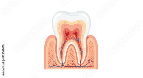 An anatomical cross-section of a human molar tooth embedded in pink gum tissue showing layers on white background.