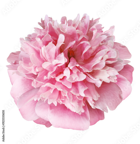 Pink peony flower  on  isolated background with clipping path. Closeup. For design. Transparent background.	