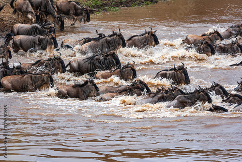 Konstfotografi Huge herds of herbivores cross the river. Masai Mara, Kenya