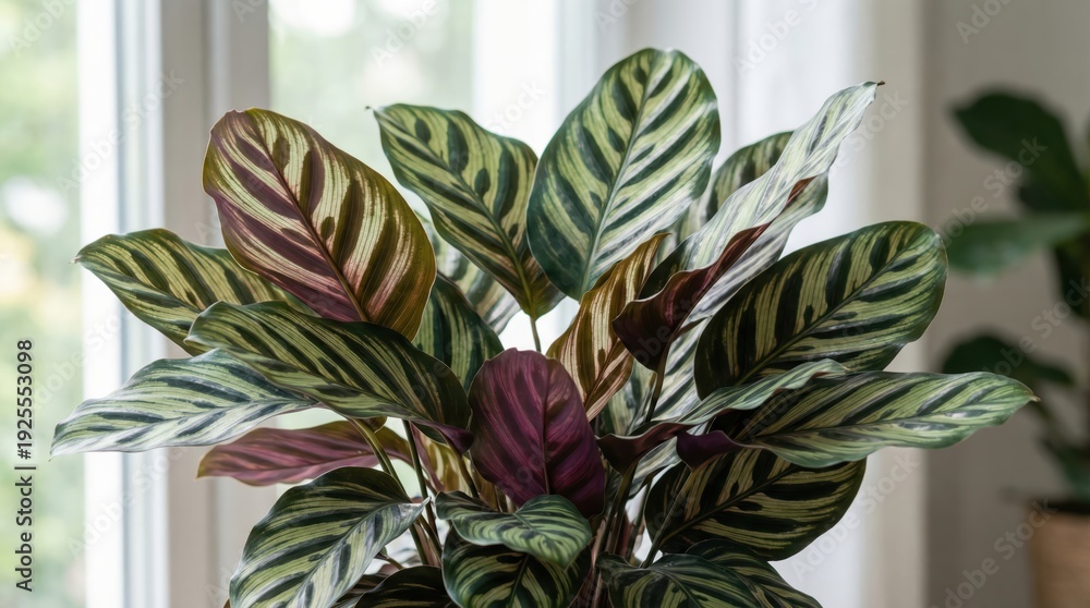 Obraz premium Vibrant calathea medallion plant with multicolored leaves by sunlit window indoors