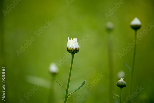 A single daisy bud with delicate white petals unfurling, set against a blurred backdrop of lush green foliage, evoking a sense of new beginnings and natural beauty