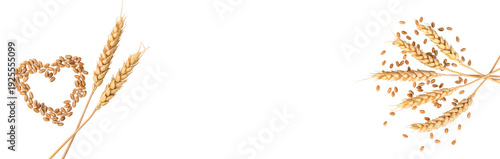 Wheat isolate on a white background. Selective focus.