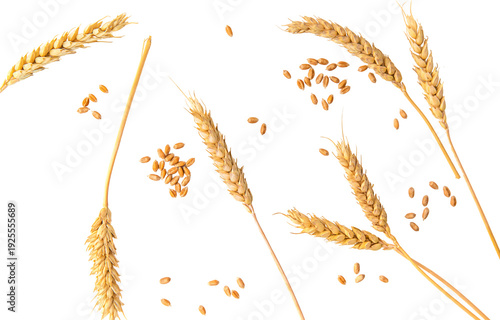 Wheat isolate on a white background. Selective focus.