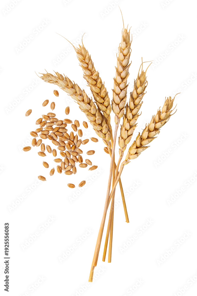 Naklejka premium Wheat isolate on a white background. Selective focus.
