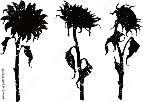 Three black silhouette drying sunflowers with bent stems and drooping leaves