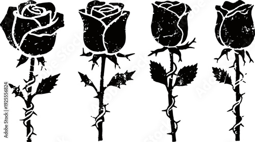 Black silhouette roses set with thorny stems and leaves in grunge isolated on white background