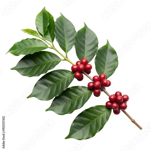 A branch of coffee plant with green leaves and red berries isolated on white background