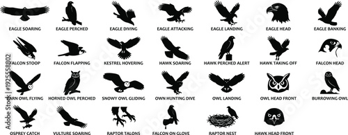 Birds of prey vector silhouettes featuring eagles, hawks, and owls in various flight and perched positions for wildlife design projects.