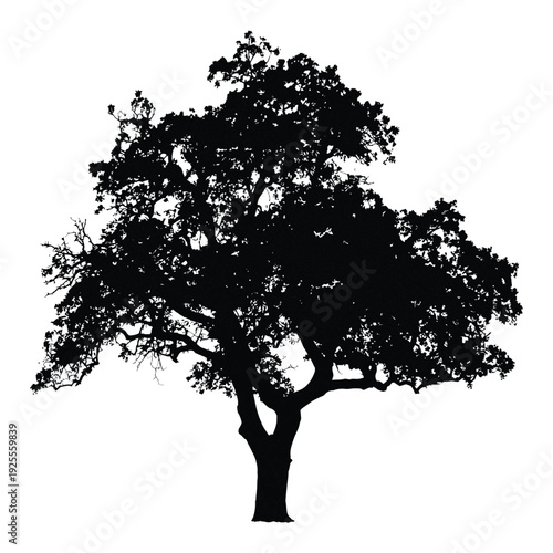 Silhouette of a large oak tree black white background.