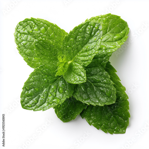 Fresh Green Mint Leaves with Water Droplets Isolated on White Background