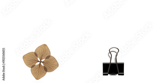 Dried flower and metal binder clip on black background, minimalistic still life composition with brown petals and silver clip