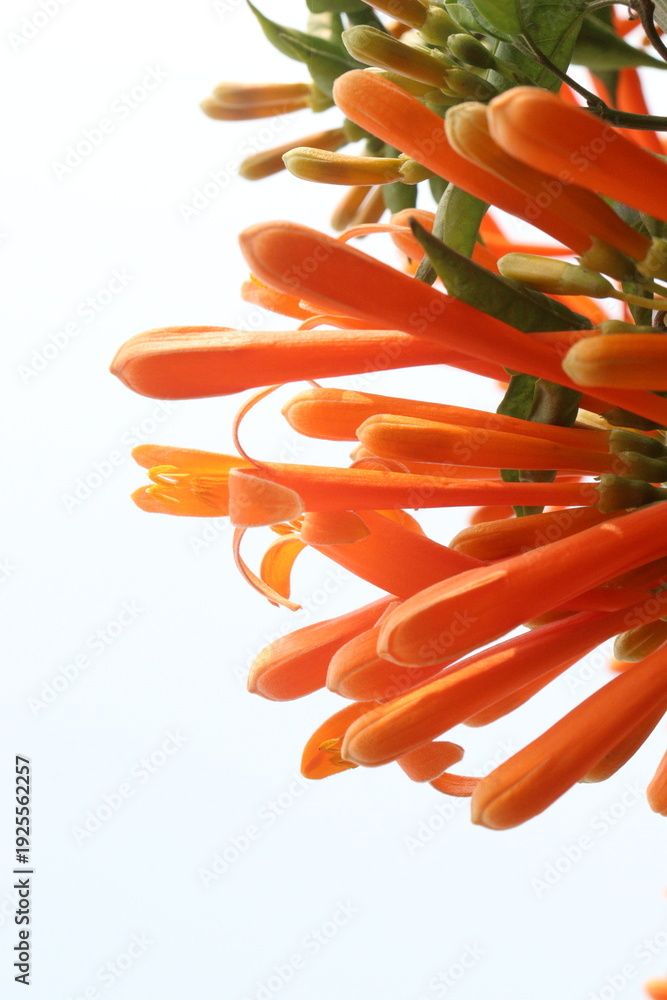 Naklejka premium Pyrostegia venusta, flame vine or orange trumpet vine flower plant