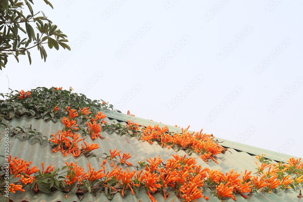 Obraz premium Pyrostegia venusta, flame vine or orange trumpet vine flower plant