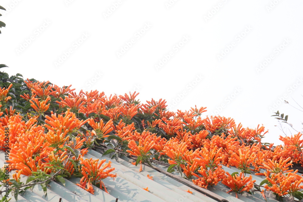 Obraz premium Pyrostegia venusta, flame vine or orange trumpet vine flower plant