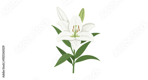 A single white lily flower with green leaves and one unopened bud stands vertically against a plain white background in a flat illustration style.