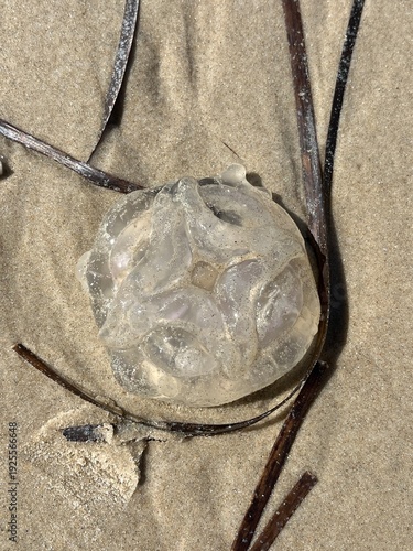 jellyfish on the beach