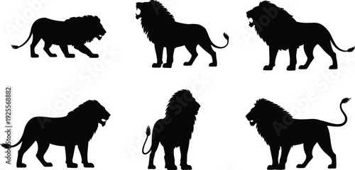 A comprehensive set of black silhouettes featuring majestic male lions in various standing and roaring poses, ideal for African safari wildlife conservation themes.