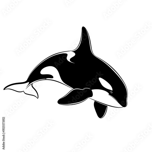 Black and white killer whale orca illustration swimming on an isolated white background
