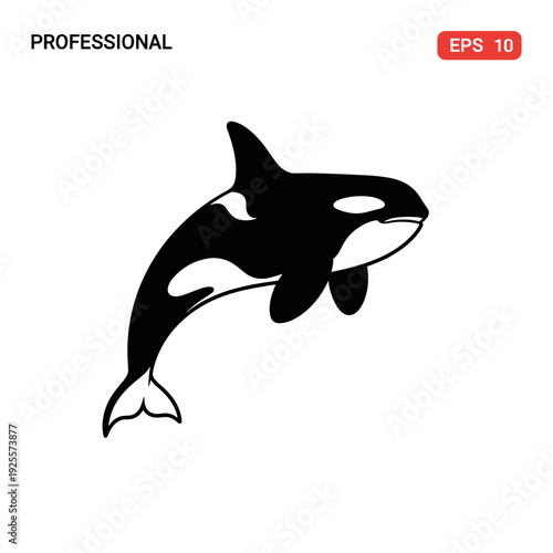 Black and white killer whale orca marine animal illustration