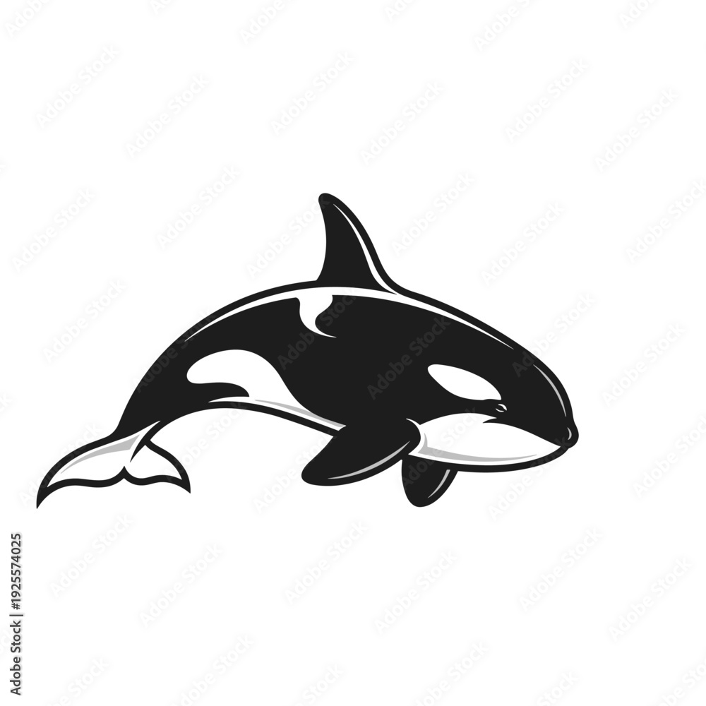 Obraz premium Black and white orca killer whale marine mammal illustration swimming