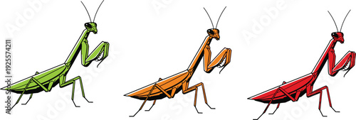 Praying mantis illustration set with green orange and red insects showing wildlife biology cartoon style vector isolated on white background