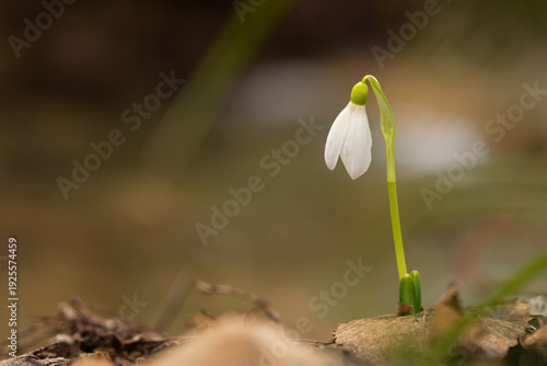 Snowdrops Galanthus nivalis in the forest close-up. Macro photography of snowdrops among fallen leaves in spring. Tender first flowers in bright sunlight. The concept of spring. Soft selective focus.